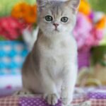 A curious kitten with blue eyes peeking out of a cardboard box