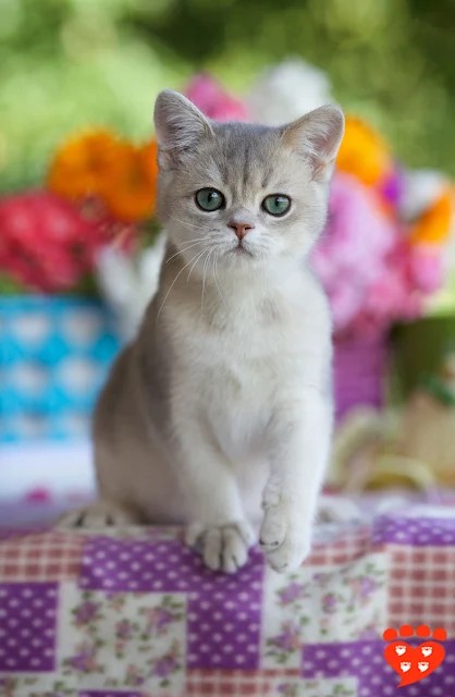 A curious kitten with blue eyes peeking out of a cardboard box