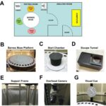 Barnes maze experimental setup