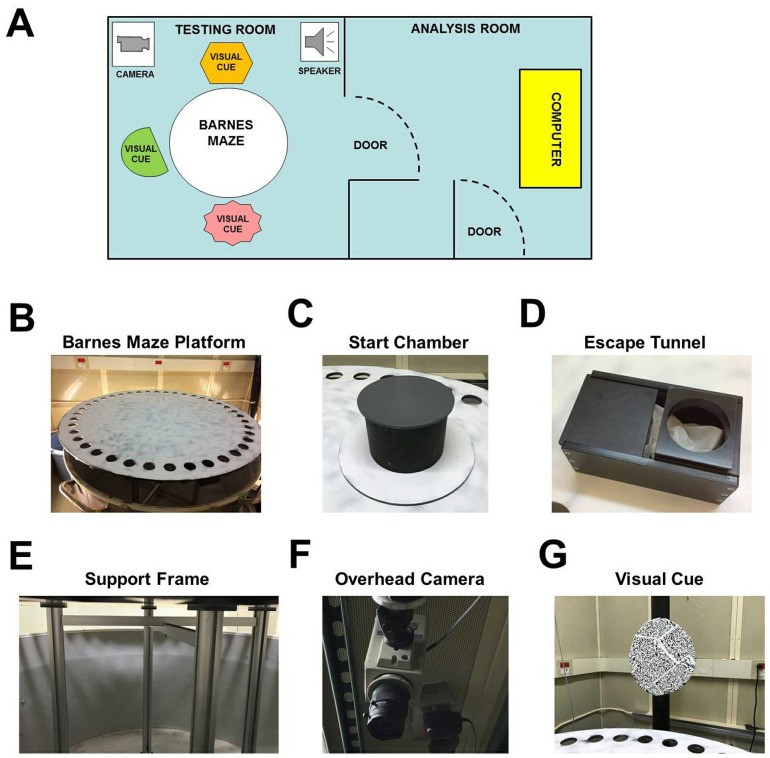 Barnes maze experimental setup