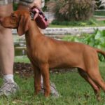 A photograph shows a dog standing at attention and smelling a treat in a person’s hand.