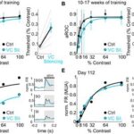 Unraveling the Neural Basis of Learning Speed in Visual Detection Tasks