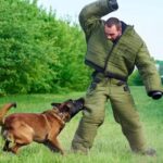 A person training a dog with treats in a park, showcasing positive reinforcement and patience.