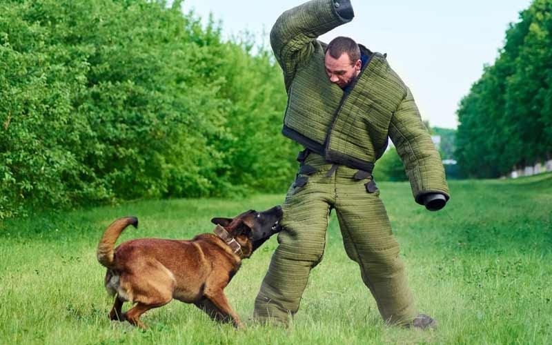 A person training a dog with treats in a park, showcasing positive reinforcement and patience.