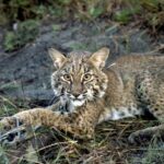 A bobcat *Lynx rufus* captured in mainland Georgia, USA, being released onto Cumberland Island, GA, during the 1988-1989 reintroduction program.