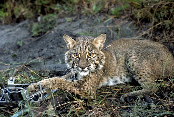 A bobcat *Lynx rufus* captured in mainland Georgia, USA, being released onto Cumberland Island, GA, during the 1988-1989 reintroduction program.