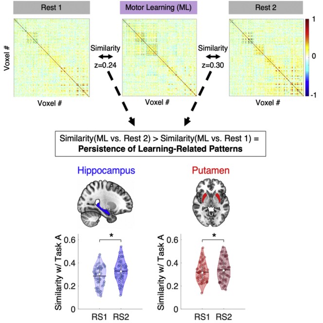 Multivoxel brain patterns were examined during motor learning and subsequent rest