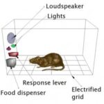 Operant conditioning chamber