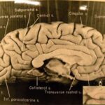 Exquisitely detailed hand-drawings by Ramón y Cajal illustrating neurons and synapses in the brain's grey matter, highlighting the intricate structure of the brain for learning.