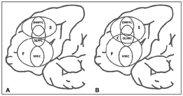 Study exploring the segregation of memory processes in prefrontal cortex.