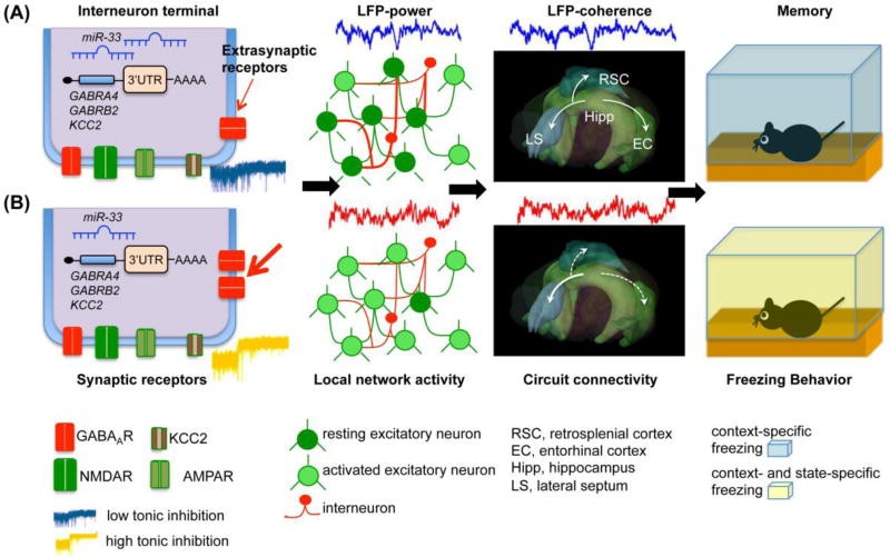 Model of SDL based on extrasynaptic GABAAR activation on hippocampal dentate gyrus interneurons.