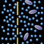 Osmosis Learning: Biological Osmosis as a Metaphor for Natural Knowledge Absorption in Organizations.