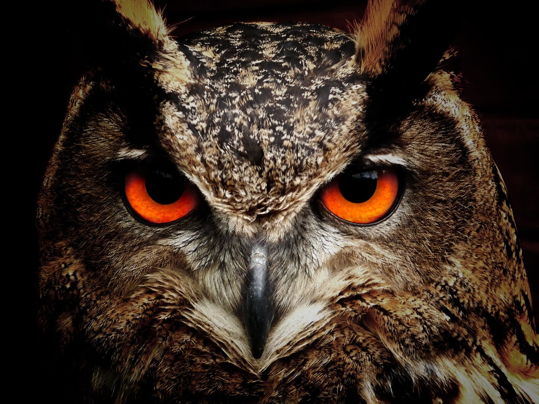 owl-bird-eyes-eagle-owl-86596