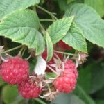 red raspberries up close