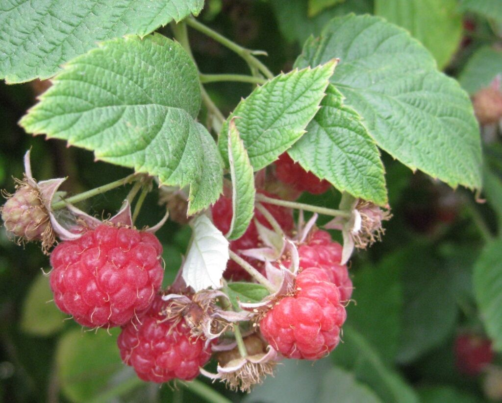 red raspberries up close