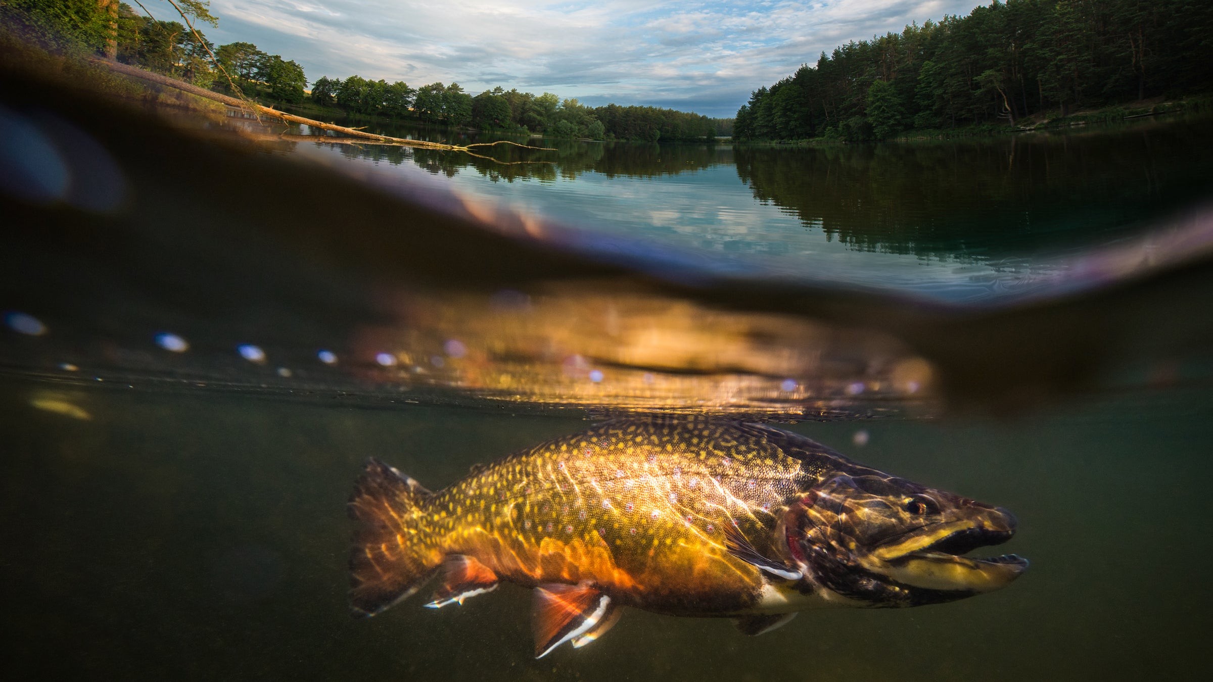 Angler catching a trout in a river, showcasing the joy of fishing.