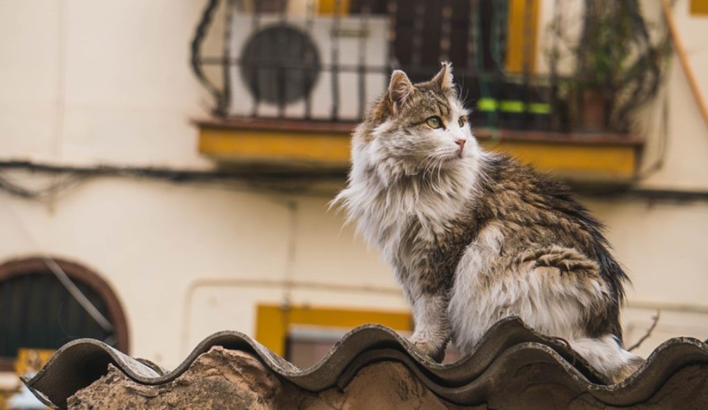 Domestic cat sitting on a rooftop in Barcelona, Spain, showcasing Spanish words related to nature and animals