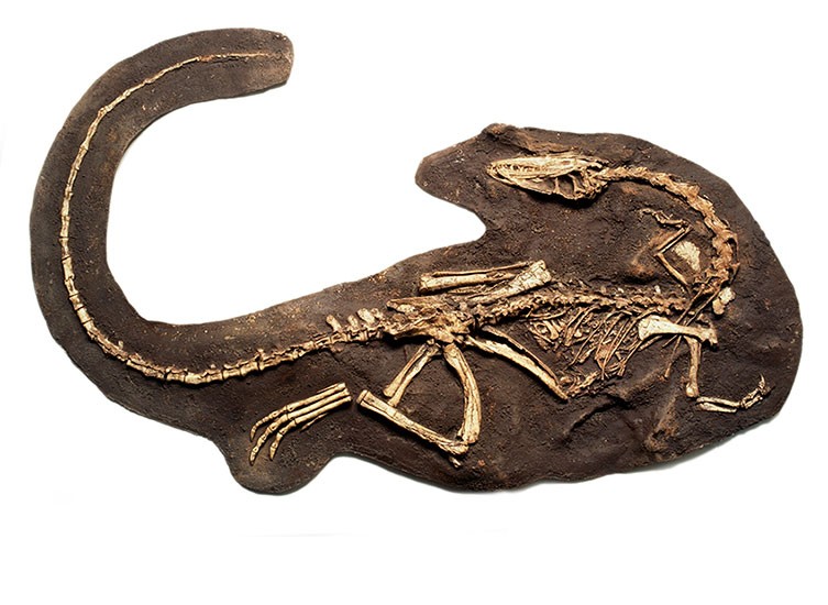 Partially articulated Coelophysis dinosaur skeleton embedded in rock, showing how paleontologists find remains preserved in their original death position