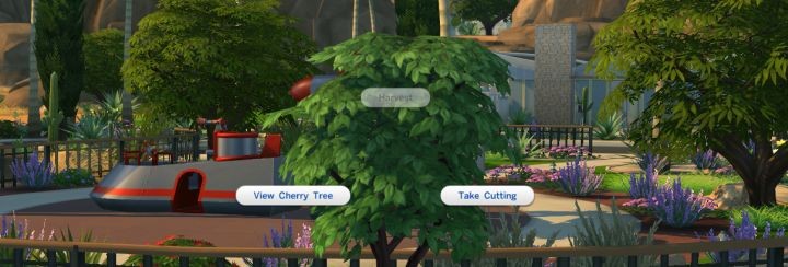 Finding Cherry Tree in Oasis Springs