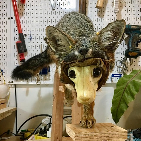 Grey fox for museum