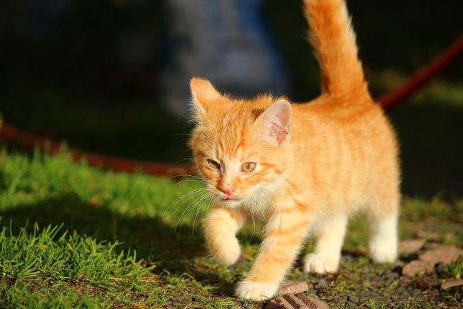 Picking images of cats out of YouTube videos was one of the first breakthrough demonstrations of deep learning