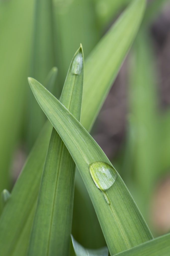 Close-up of a flower, emphasizing details through macro photography