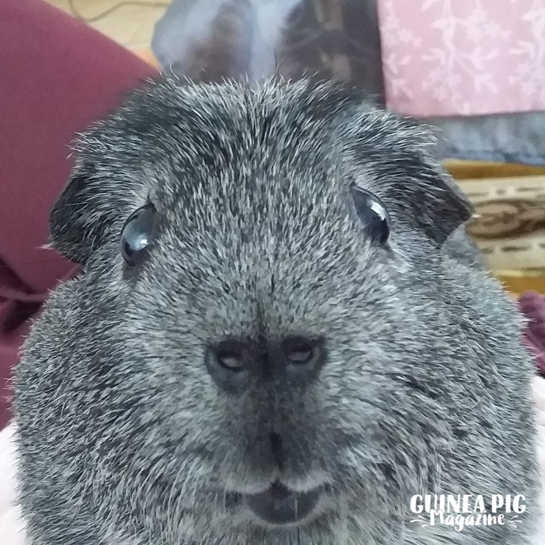 Guinea pig spinning in a circle, showcasing a successful trick training session