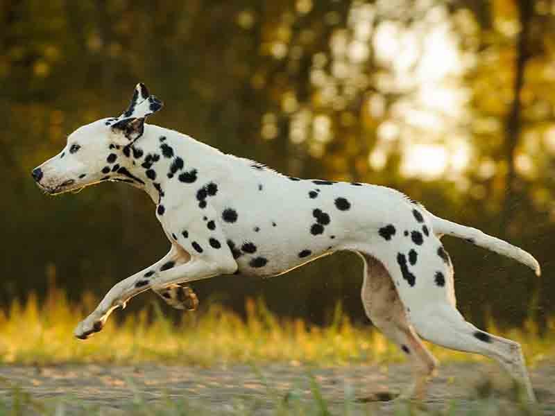 Classical Conditioning of Dog Responding to its Name
