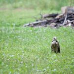 Two young hawks perch closely together, feathers ruffled, showcasing the fledgling stage as they prepare to learn to fly