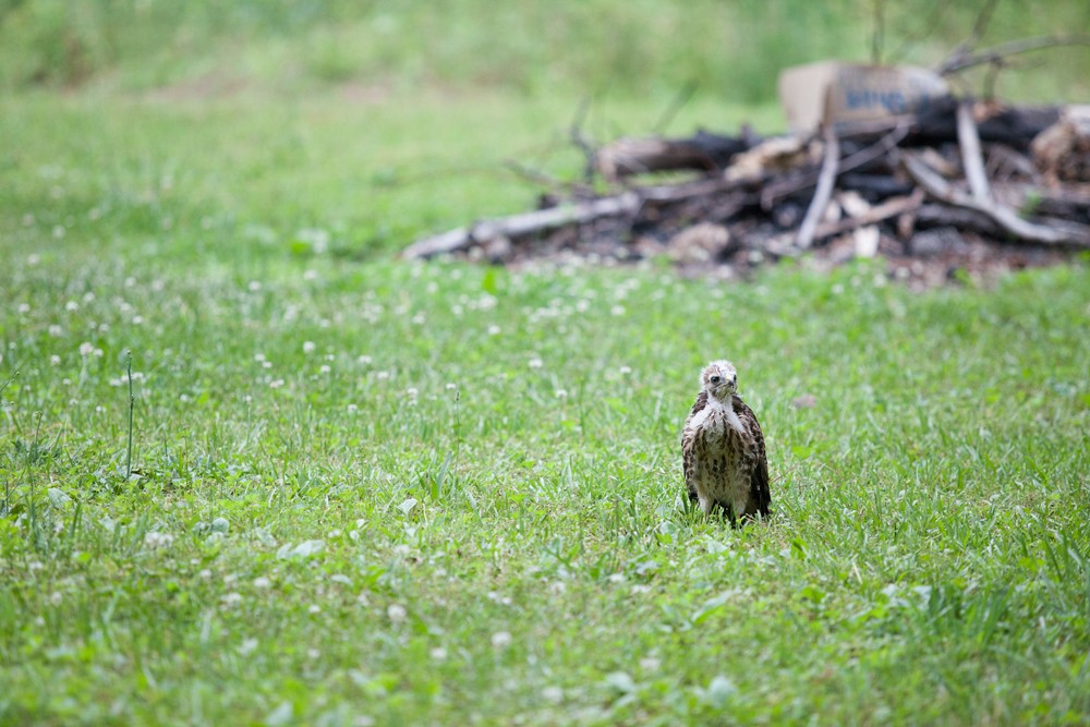 Two young hawks perch closely together, feathers ruffled, showcasing the fledgling stage as they prepare to learn to fly