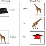 Mnemonic Similarity Task