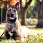 Service Dog Trainers Don