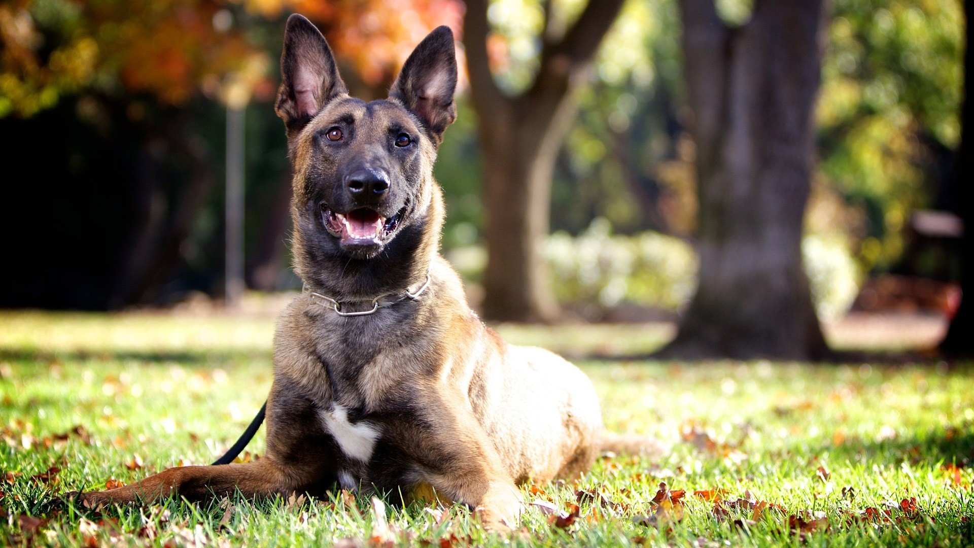 Service Dog Trainers Don