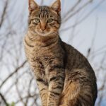 A curious cat looking attentively at a person holding a treat, illustrating the importance of a cat's personality in training.