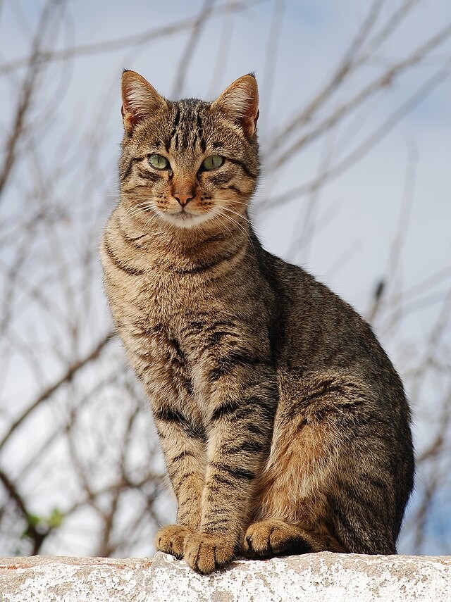 A curious cat looking attentively at a person holding a treat, illustrating the importance of a cat's personality in training.