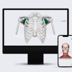 3D anatomical model