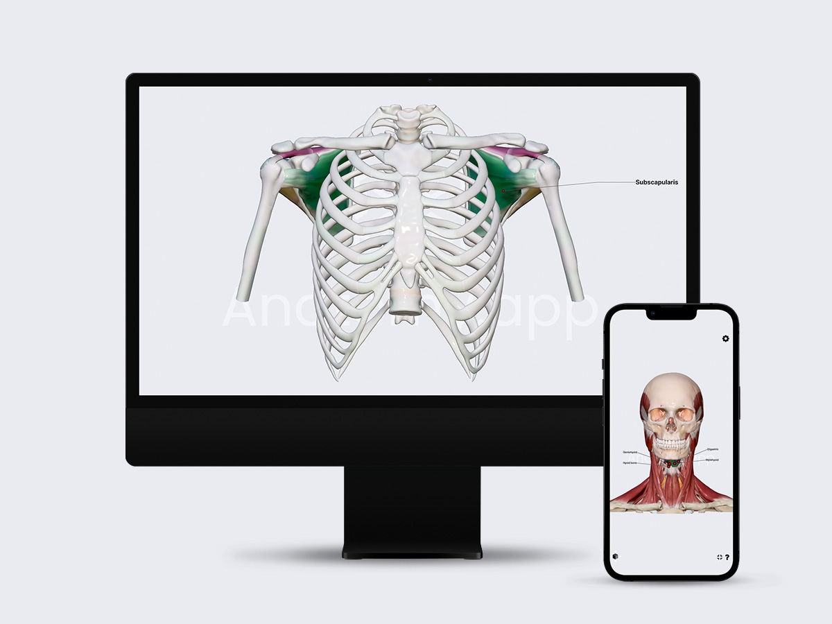3D anatomical model