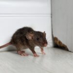 Mouse cautiously approaching a baited trap near a wall