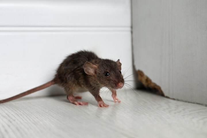 Mouse cautiously approaching a baited trap near a wall