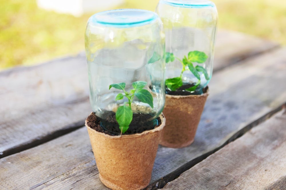 Seedlings growing in small planters, illustrating the concept of growth and nurturing in learning