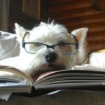 Dog with flashcards