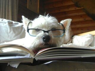 Dog with flashcards