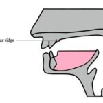 Tongue placement in mouth
