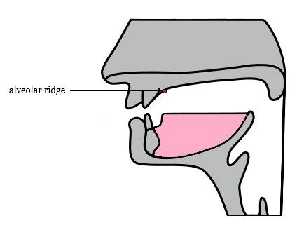 Tongue placement in mouth