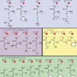 Amino Acids