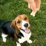 A happy dog looking up at its owner, ready for a treat.