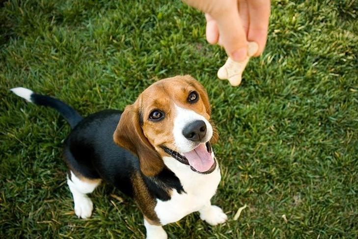 A happy dog looking up at its owner, ready for a treat.