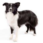 Border Collie looking attentively.