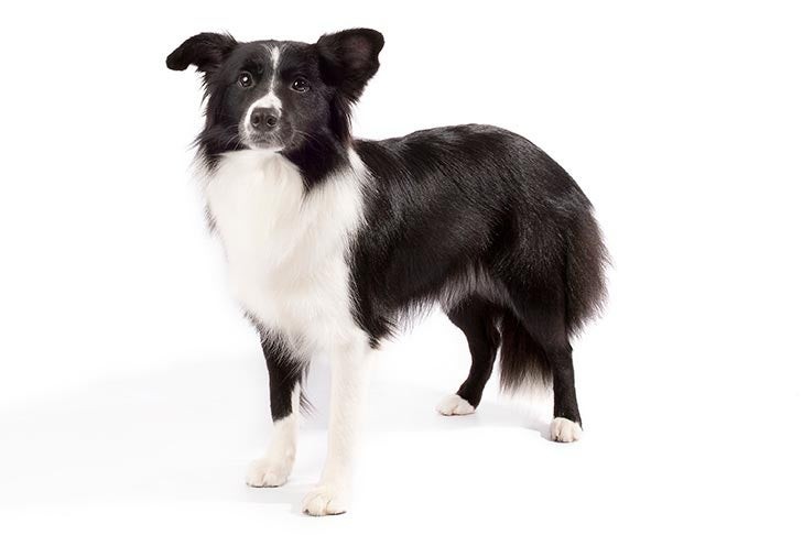 Border Collie looking attentively.