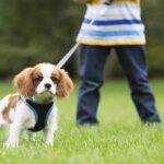 puppy-leash-training